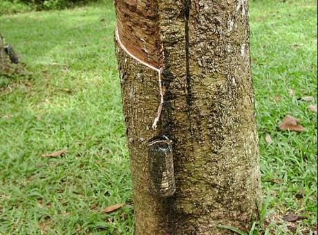 Hevea brasillensis ağacı